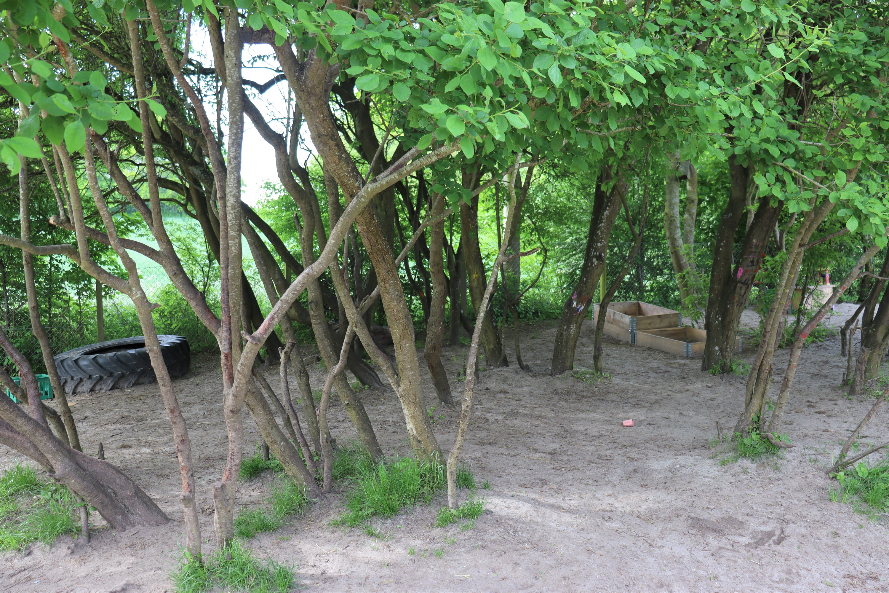 Træer i natur område på legepladsen